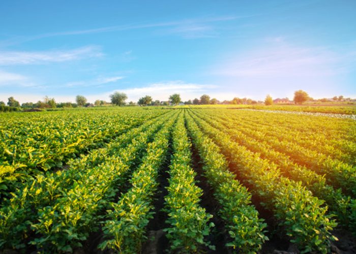 plantation on farm